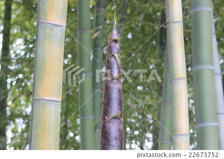 Bamboo shoots 22673752
