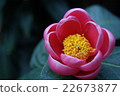 花 22673877