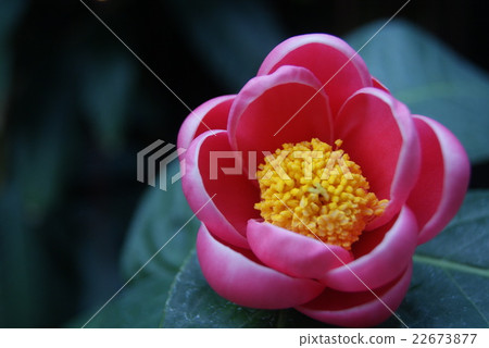 花 22673877