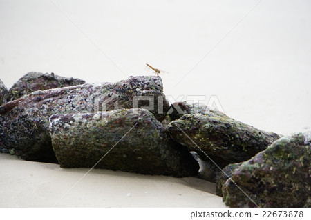 Dragonfly on the Beach (dragonfly on the beach) Dragonfly on the Beach (dragonfly on the beach) 22673878