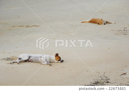 Dogs on the Beach (dog sleeping on the beach) Dogs on the Beach (dog sleeping on the beach) 22673881