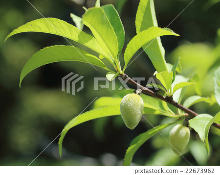 桃果實 22673962