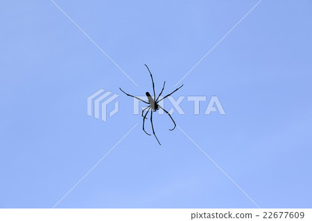 斑點的蜘蛛 斑點的蜘蛛 22677609