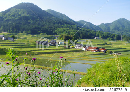 Country landscape Spring paddy Asami mountainside clear Sunny 22677849