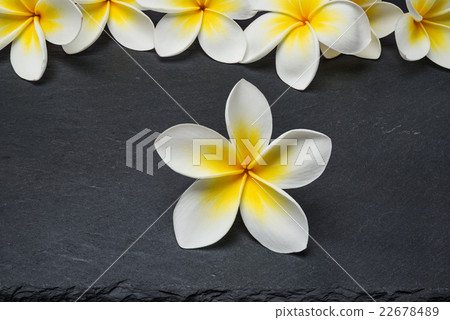 Frangipani Flowers on stone background 22678489