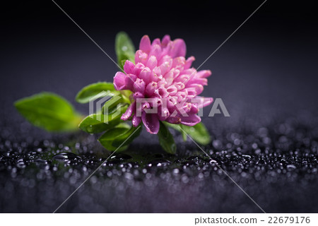 Aster, flower, closeup, macro. 22679176