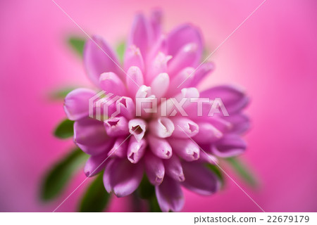 Aster, flower, closeup, macro. 22679179