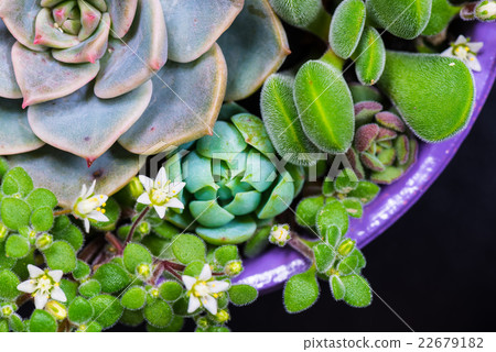 Succulent plants, plants, closeup, macros Succulent plants, plants, closeup, macros 22679182