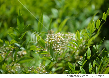 Nanten flowers 22679440