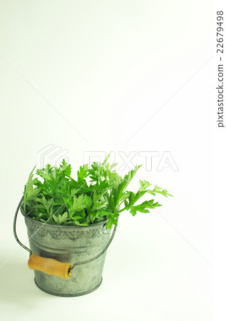 Spring wormwood picking 22679498