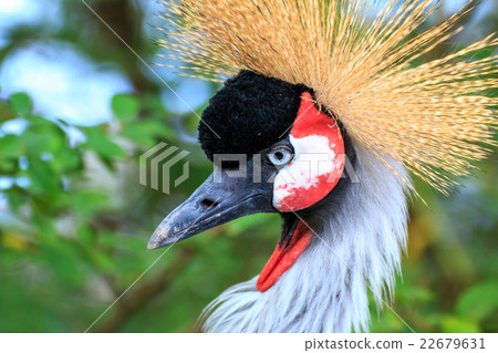 白冠鶴 白冠鶴 22679631