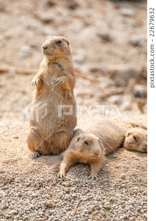 草原土撥鼠 22679632