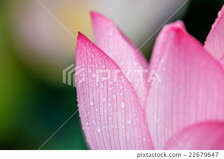Lotus flower  22679647