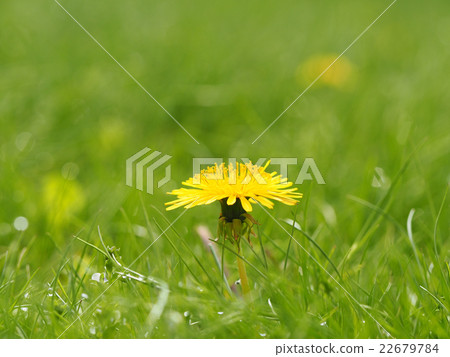  Dandelion 22679784