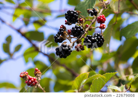 Blackberry Blackberry 22679808