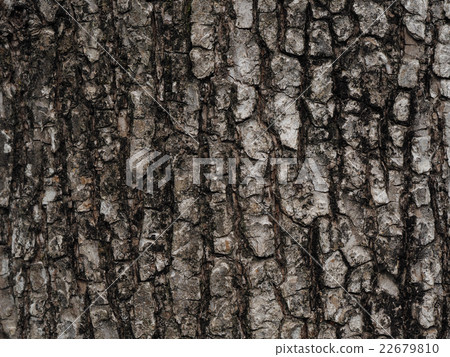 Tree skin Tree skin 22679810
