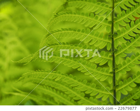 fern plant 22679877