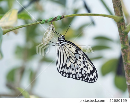 巨型黃貂魚的出現 巨型黃貂魚的出現 22680169