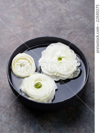 White ranunculus flowers. Spa wellness background 22680275