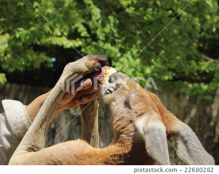 Kangaroo Kangaroo 22680282