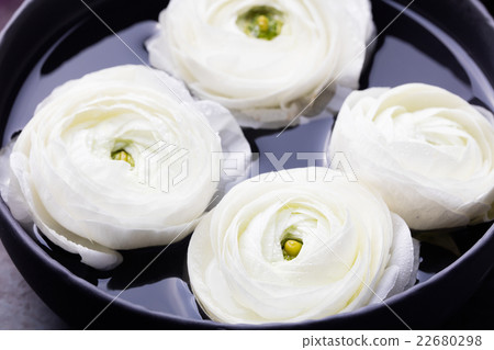 White ranunculus flowers. Spa wellness background 22680298