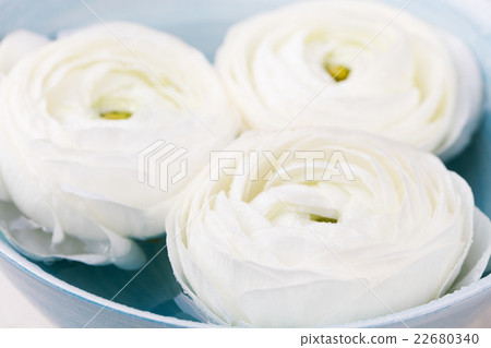 White ranunculus flowers Spa wellness background 22680340