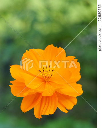 Yellow flower cosmos 22680383