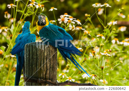 blue and yellow parrots on white flower background blue and yellow parrots on white flower background 22680642