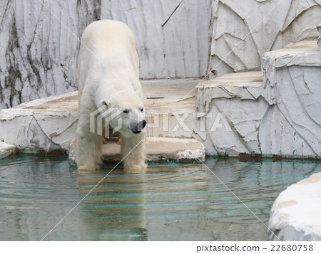 Polar bears 22680758