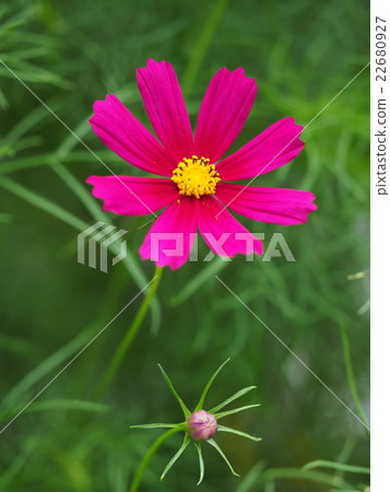 Pink cosmos 22680927
