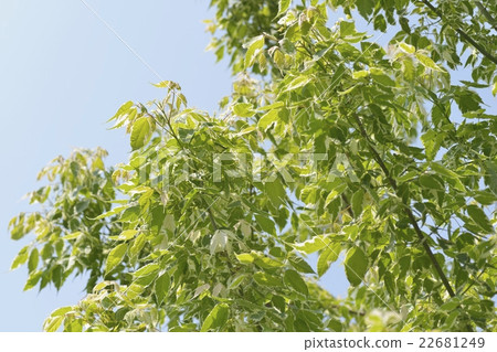 Fresh green (Neguno maple flamingo) 22681249