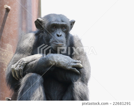 黑猩猩 22681291
