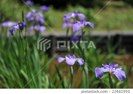 Iris Iris 22681950