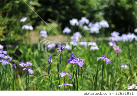 Iris 22681951