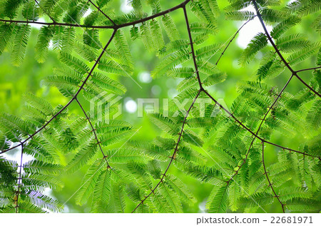 輕鬆獲勝 輕鬆獲勝 22681971