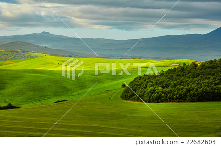 Beautiful view of green fields in Tuscany 22682603