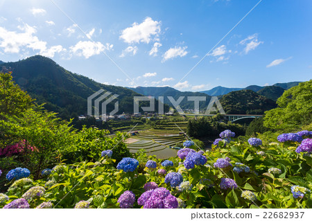Hydrangea and Akari Island 22682937