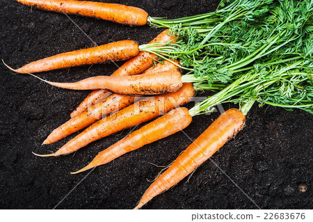 Fresh carrots in vegetable garden or a field Fresh carrots in vegetable garden or a field 22683676