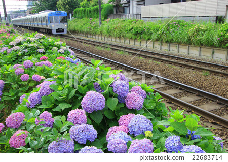 Hydrangea and train 22683714