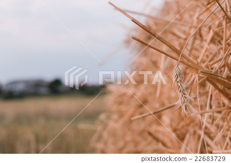 pile of straw on field, bales after harvest. 22683729