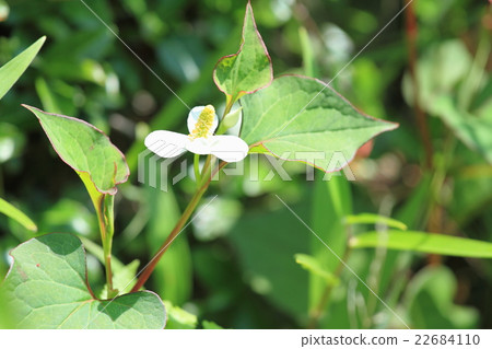 Houttuynia cordata flower Houttuynia cordata flower 22684110