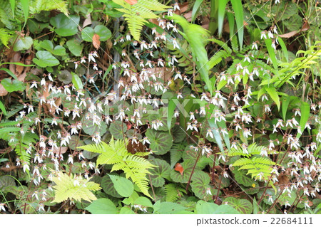 Yukinoshita flower 22684111