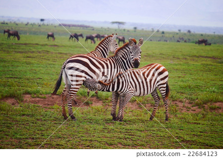 zebra  22684123