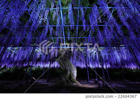 栃木縣足利花卉公園 栃木縣足利花卉公園 22684367