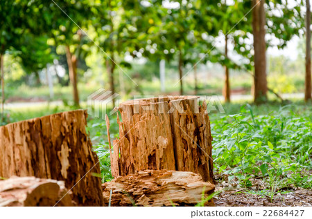 Delicate Stump 22684427