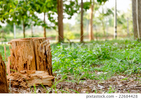 Delicate Stump 22684428