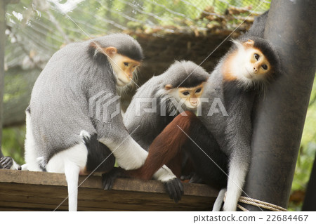 Three Red-shanked douc langur 22684467