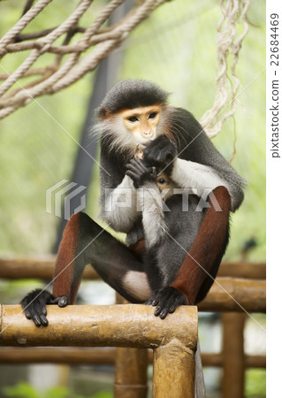 Family of Red-shanked Douc 22684469