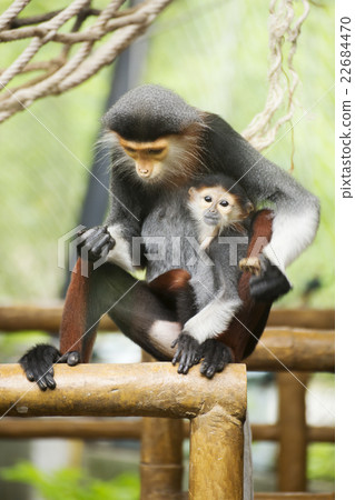 Family of Red-shanked Douc 22684470