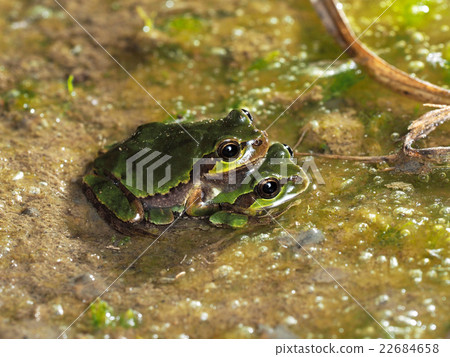交配日式青蛙 22684658
